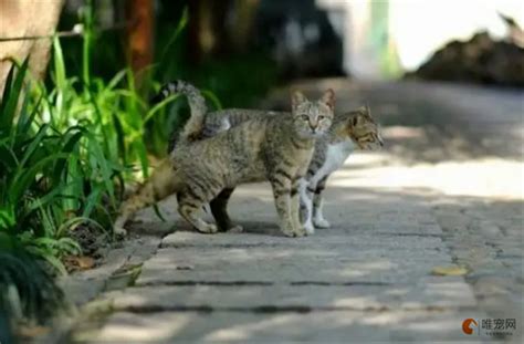 如何趕走野貓|3种方法来避免野猫肆虐